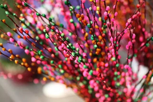 深圳春节花市主会场,逛深圳迎春花市