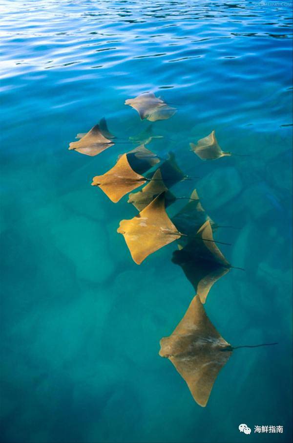 鳐蝠鲼魟鱼区别,鲼魟分别是什么