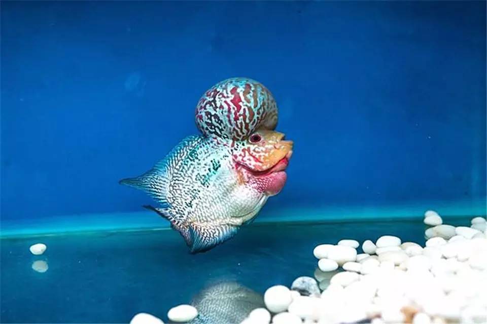 主人，我也想做你的比翼鸟，可以吗？