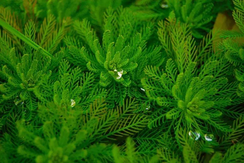 景观植物清单大全图解,河道景观种植植物