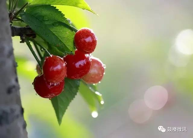 百香果都有哪些你不知道的功效,白果功效