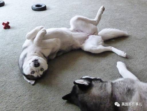 什么狗狗都有尴尬期吗,狗狗会尴尬吗