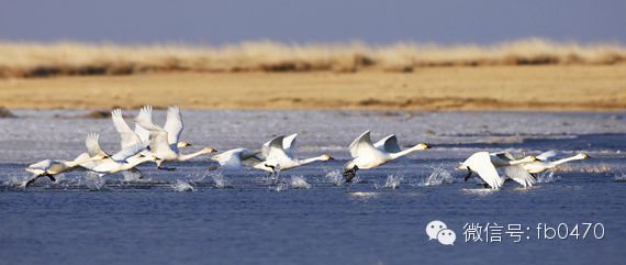 图说内蒙古,最新呼伦贝尔草原