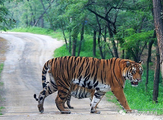 胰岛素最怕什么食物,胰岛素最怕的是吃撑
