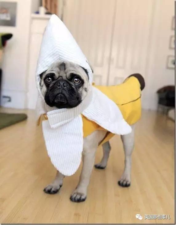 什么狗狗都有尴尬期吗,狗狗会尴尬吗