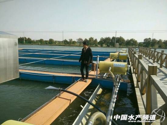 农村鱼塘养鱼新模式,一亩鱼塘规模化养鱼