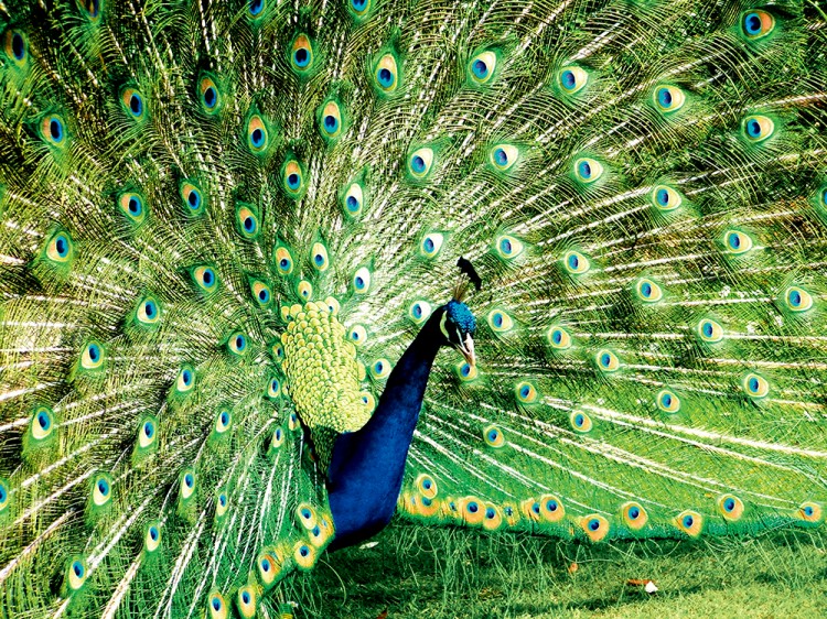 西双版纳3小时可以去哪,西双版纳五小时