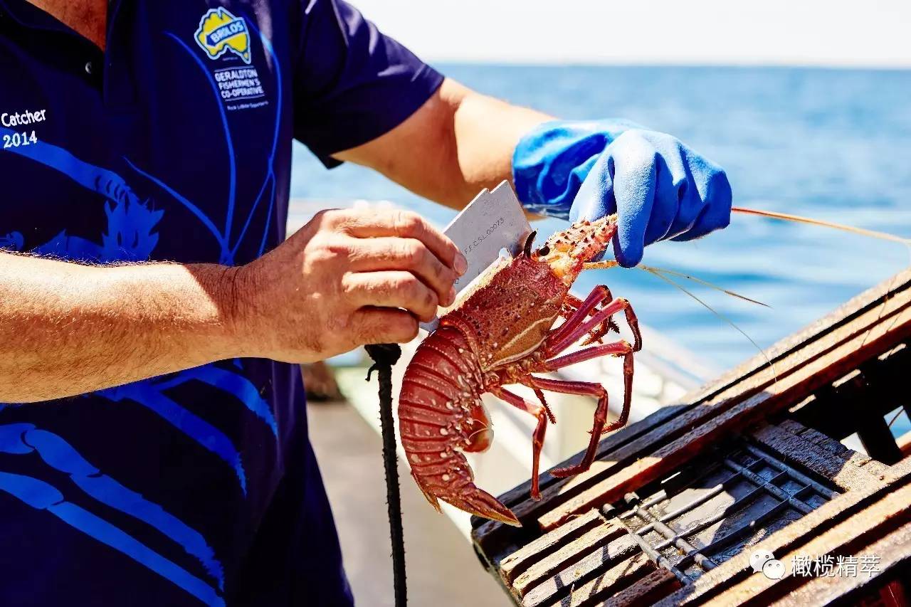 龙虾简单好吃的做法教程,龙虾料理做法