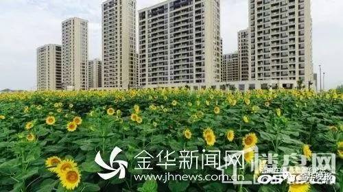 金都美地产权多少年,金都美地多少套房