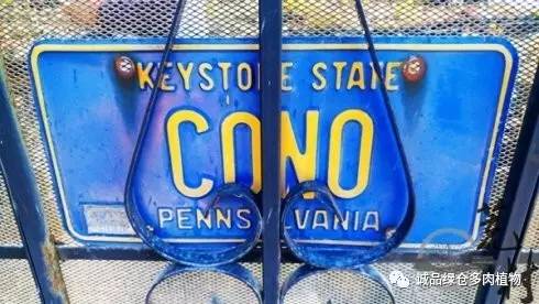 vista观天下春节旅游,vista看天下冰雪大世界