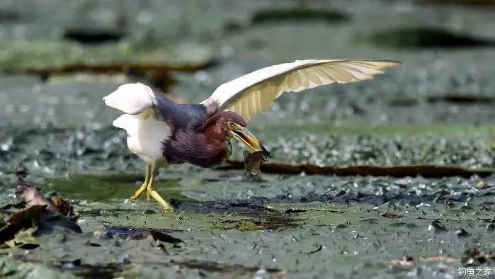 青山荒野垂钓,青山野钓哪里最好玩