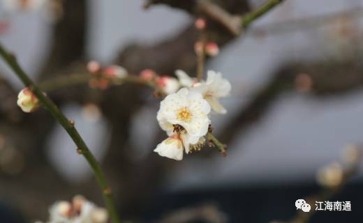 这个元宵不寂寞!南通首届梅花节本周开展,看点多多!