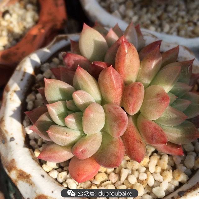 院子阳光房多肉,阳光房庭院多肉