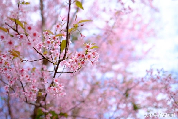 泰国黎府,泰国北柳府樱花