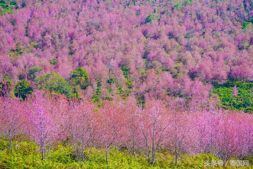 泰国黎府,泰国北柳府樱花
