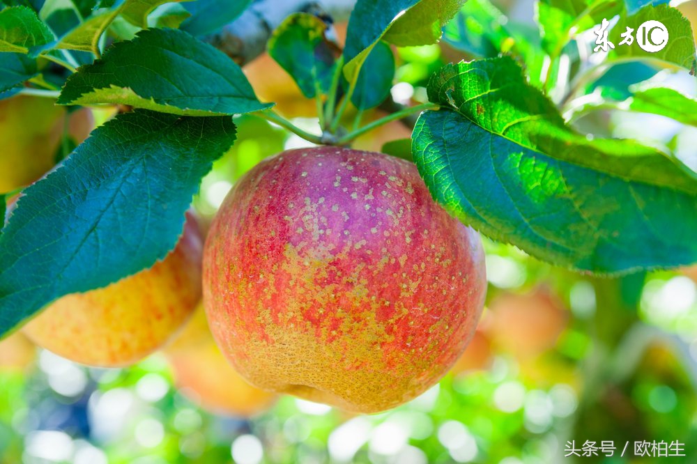 脂溢性皮炎可防可治