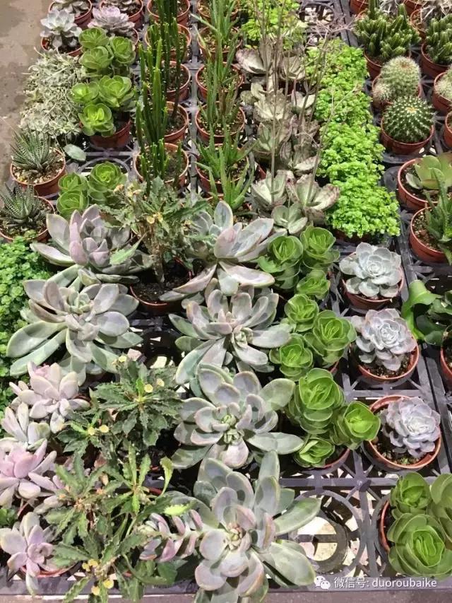 台湾寻肉之旅：小玲带你逛春节的台北花市！