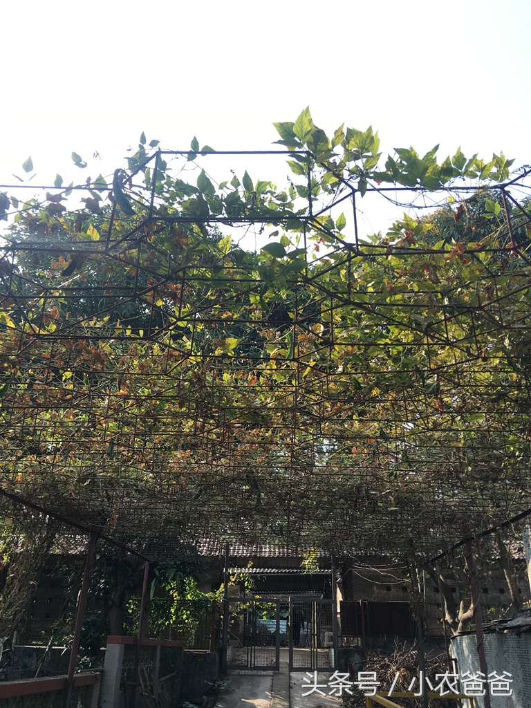 适合深圳种植的植物,深圳适合种植的植物