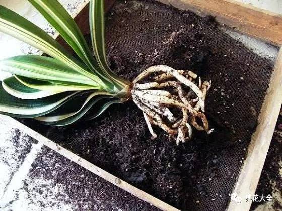 绿萝瀑布吊兰,养花吊兰绿萝