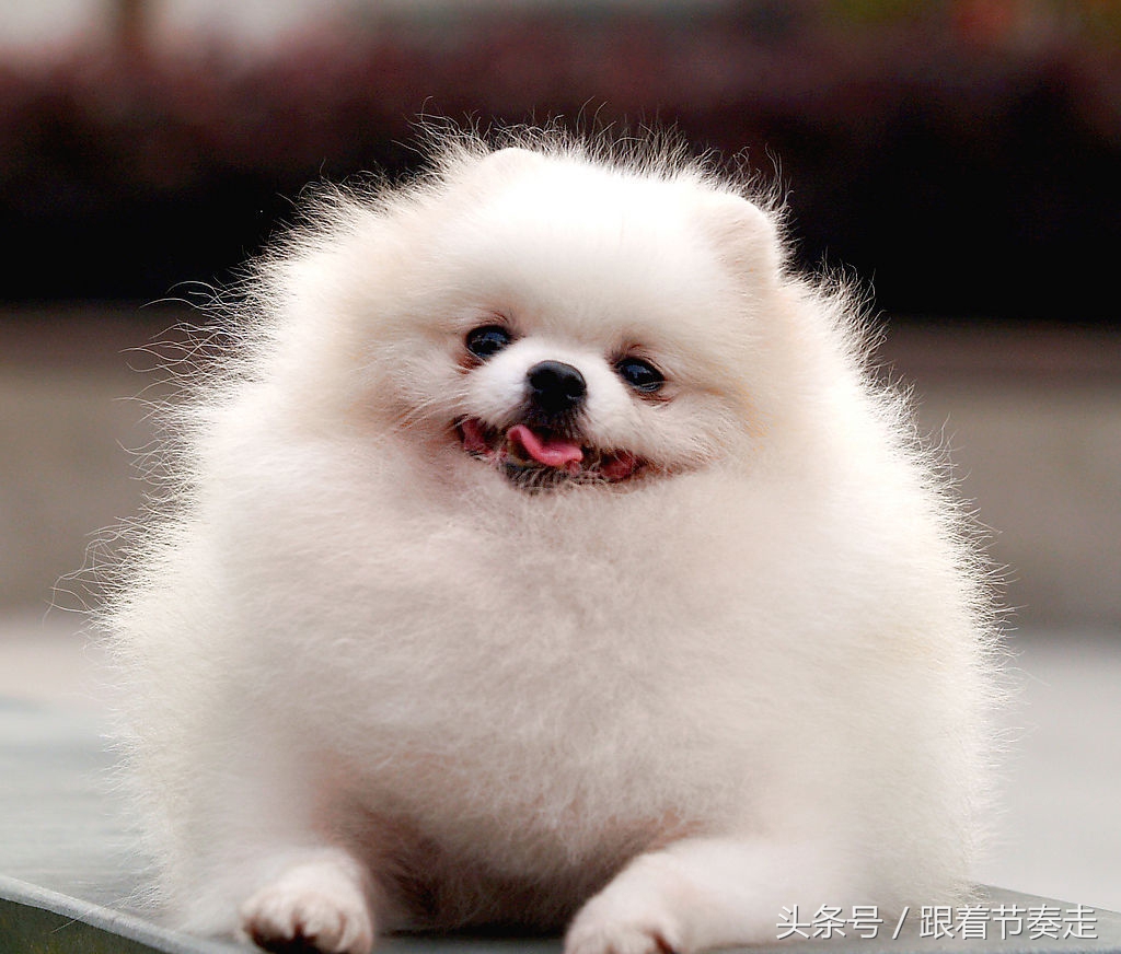 呆萌宠物，猜猜是啥电影中的主人公