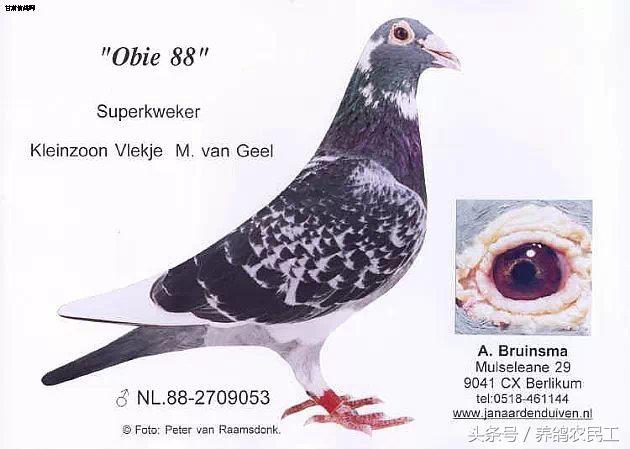 著名赛鸽家杨阿腾,赛鸽血统杨阿腾