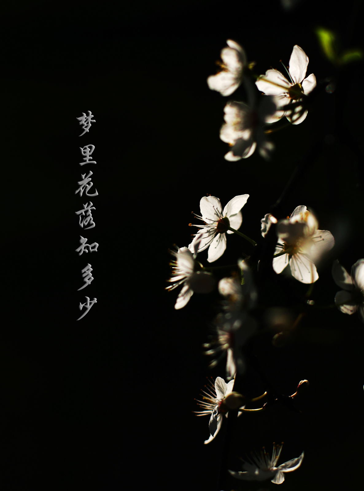 原创｜《梦里花落知多少》她说她爱他，那年青梅伴竹马