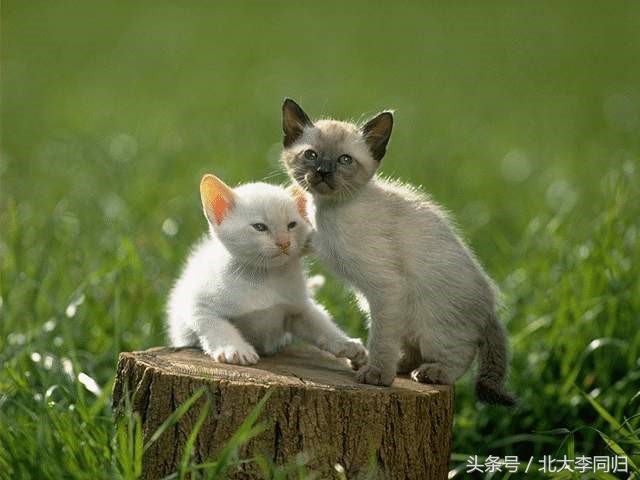 分析爱情的理论,爱情的极端理论