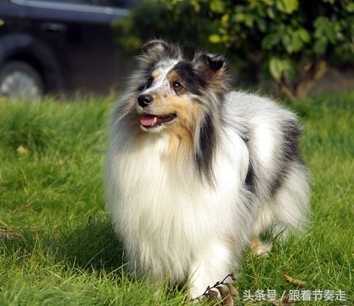 呆萌宠物，猜猜是啥电影中的主人公