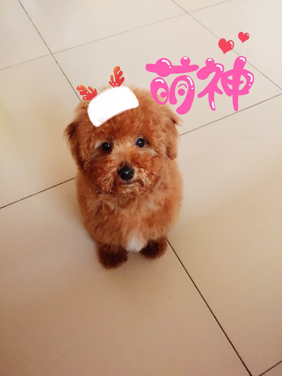 纯黑狗狗品种大全,狗狗品种大全智商排名