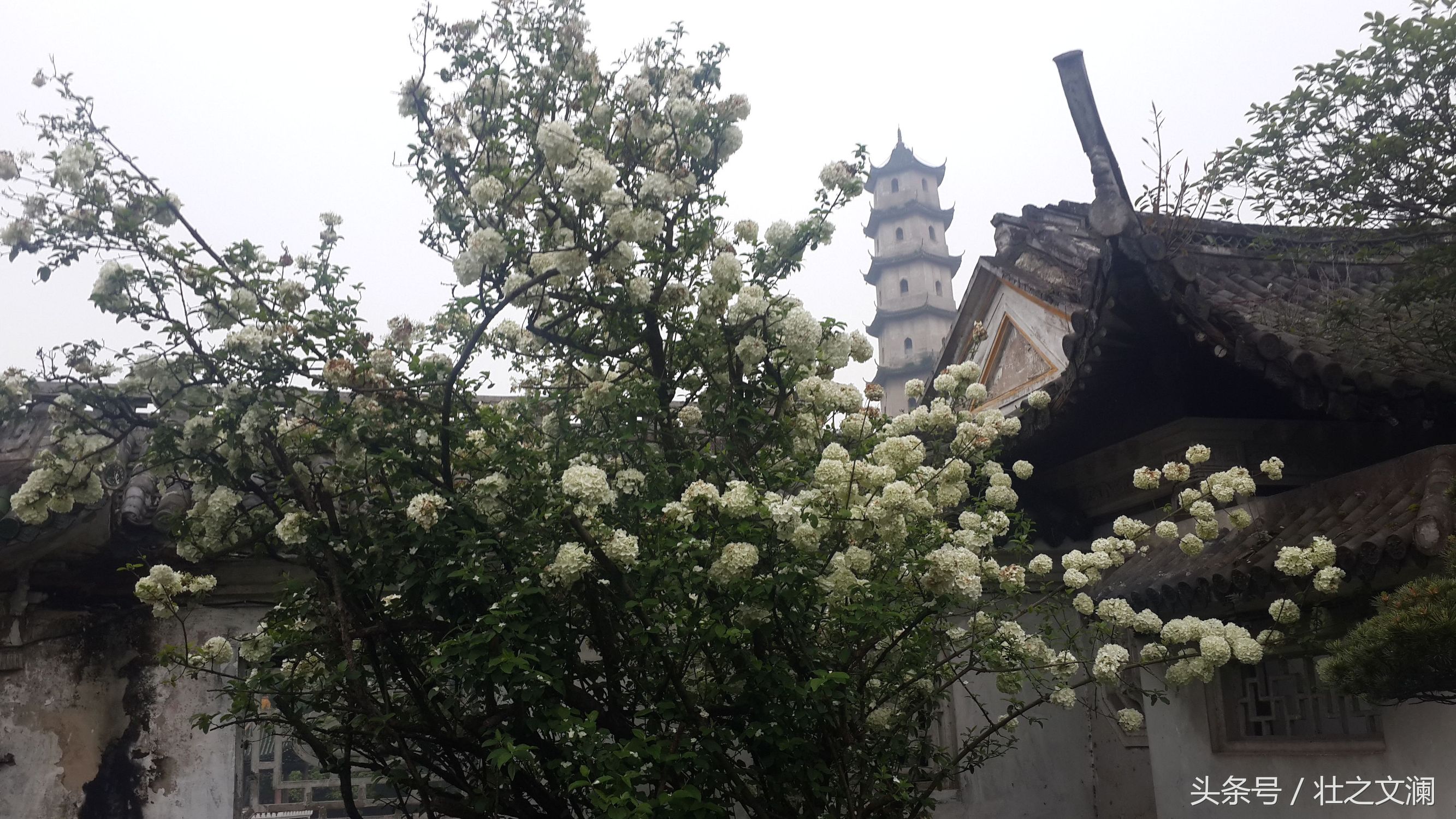 游温州江心屿的诗句,游温州江心岛屿古诗