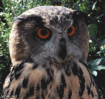 最怂的猫可能是只假猫,一动不动还以为是假猫