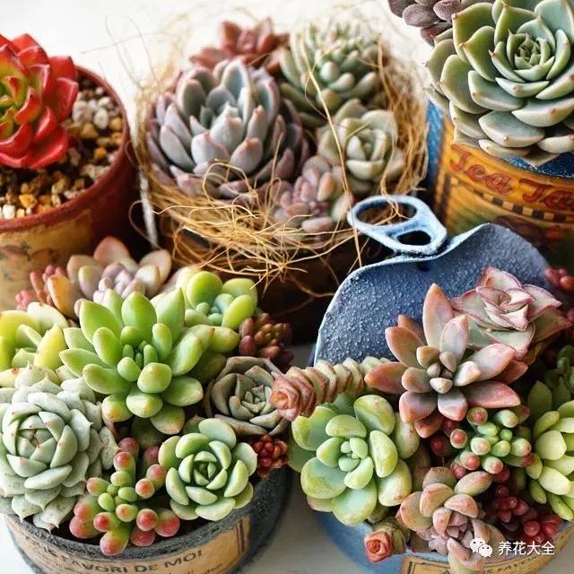 大多肉的养护技巧及注意事项,九种肉的问题