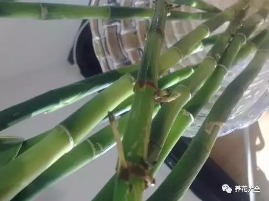 富贵竹叶子发黄有什么征兆,富贵竹叶子发黄发干怎么治