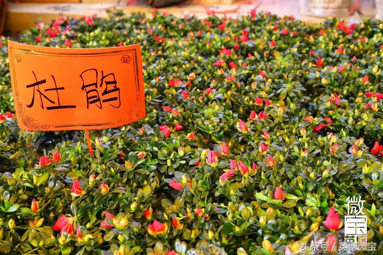 英德美丽的花街,英德花街