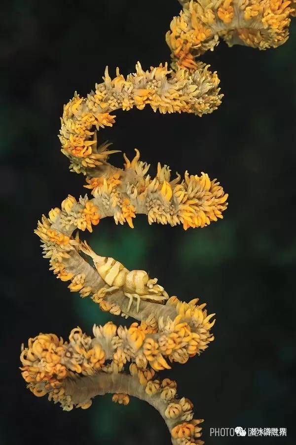 变性、伪装、雌雄同体--谁是微距世界的奇葩?