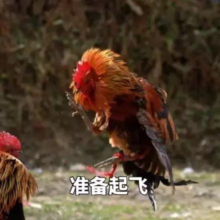 各大牌鸡年限定,外国人对鸡看法