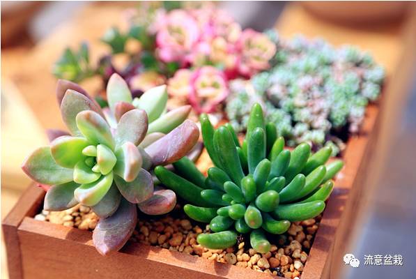 多肉盆里长杂草怎么办,多肉盆里长出的杂草