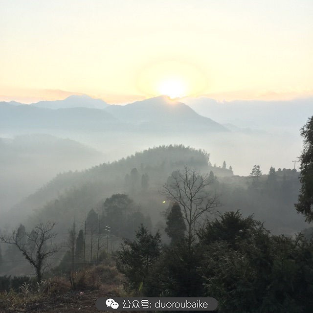 关于多肉植物的国画,多肉山水画