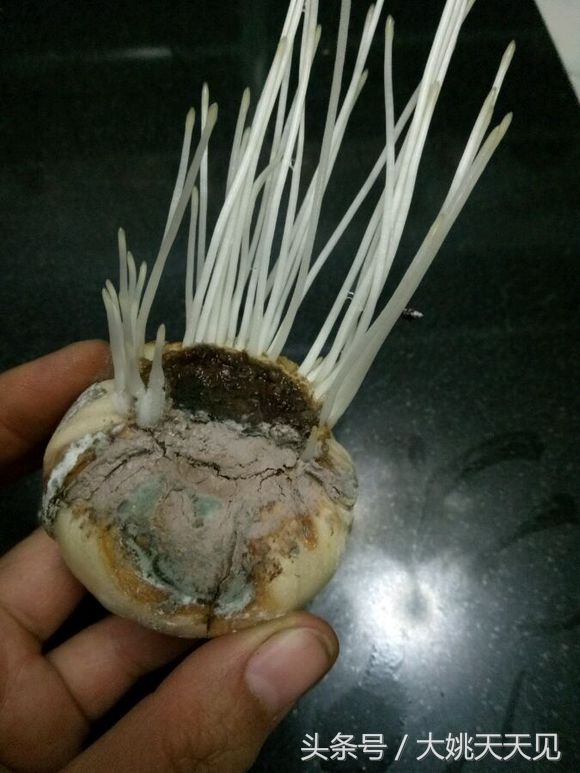 看完这些再决定要不要养猫吧,学会这几招还怕风信子养不活