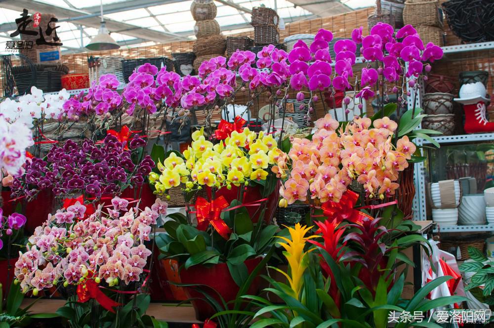 洛阳新区年货批发市场,洛阳老城年货市场