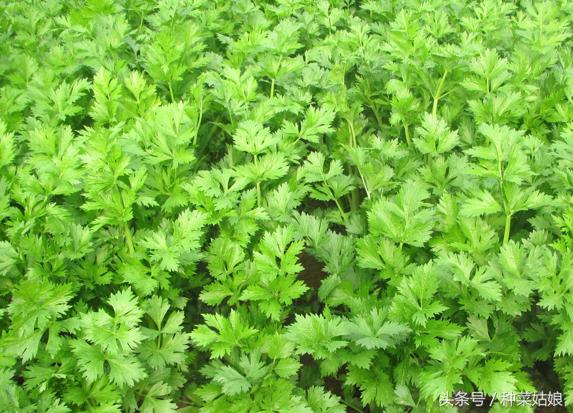 种芹菜诀窍,如何用芹菜根种芹菜