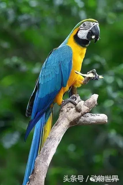 蓝黄金刚鹦鹉与人比较,绿松石金刚鹦鹉物种有哪些