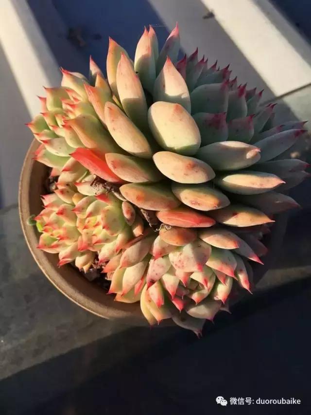 多肉是黯淡生活里的良药,多肉是解决烦恼和疲惫的良药