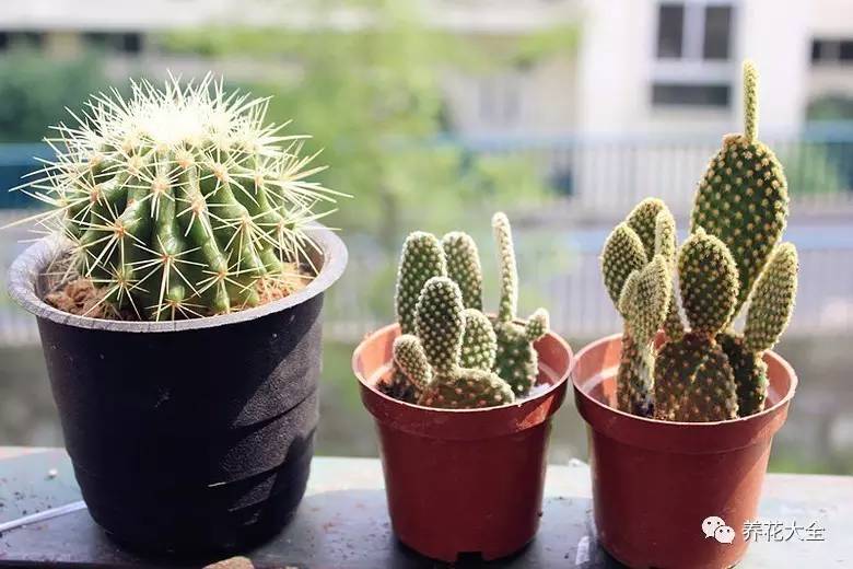 多肉的各种疑难杂症,多肉各种病讲解