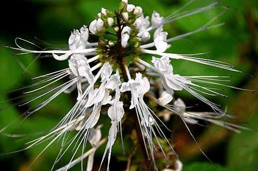 痛风草能治痛风吗,什么草治痛风最有效