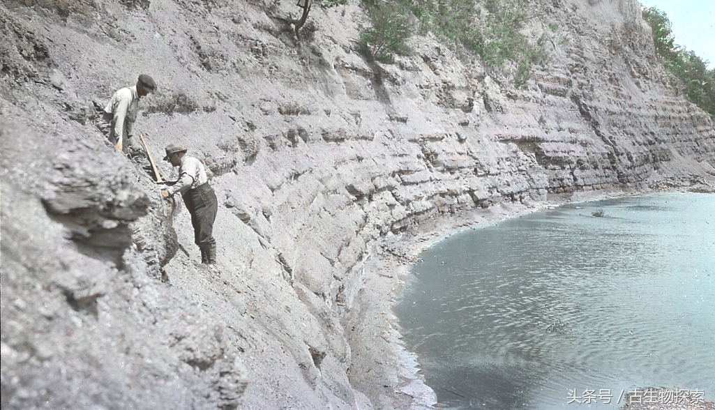 裂口鲨视频,裂口鲨完整视频