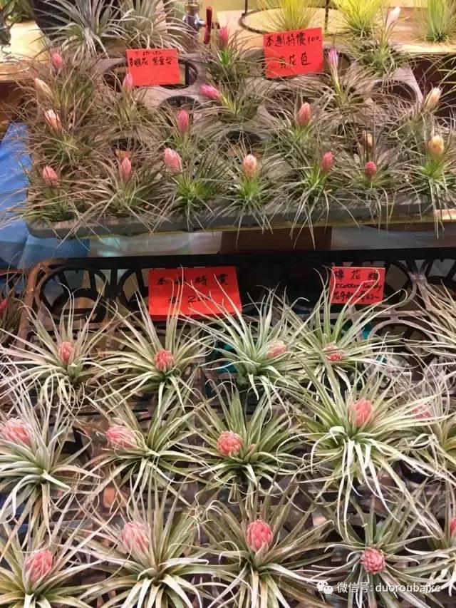 台湾寻肉之旅：小玲带你逛春节的台北花市！