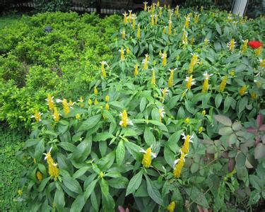 这几种祛风消肿的本草，你可知道？