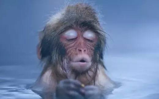 猴年说猴中猴的特点,猴年说猴