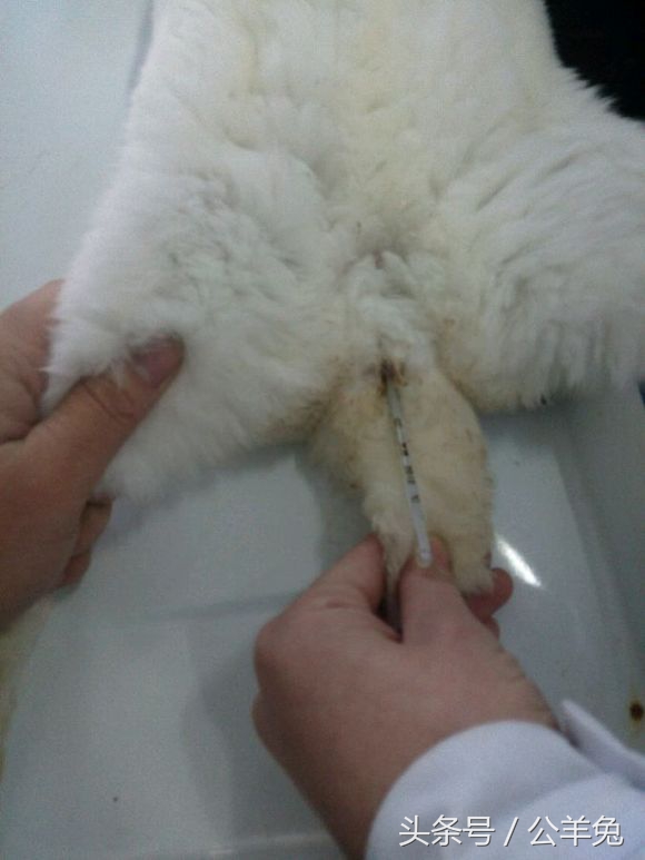 养兔知识兔子怎样补充营养,养兔高手教你养兔七个技巧